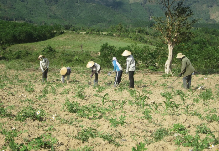 Đồng bào dân tộc thiểu số buôn H'Ngô (xã Hòa Phong, huyện Krông Bông) giúp nhau trồng ngô dưới hình thức đổi công.