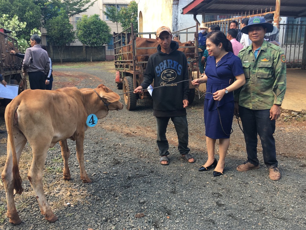 Lãnh đạo Ủy ban MTTQ Việt Nam huyện Krông Búk trao bò sinh sản cho người dân tộc thiểu số.