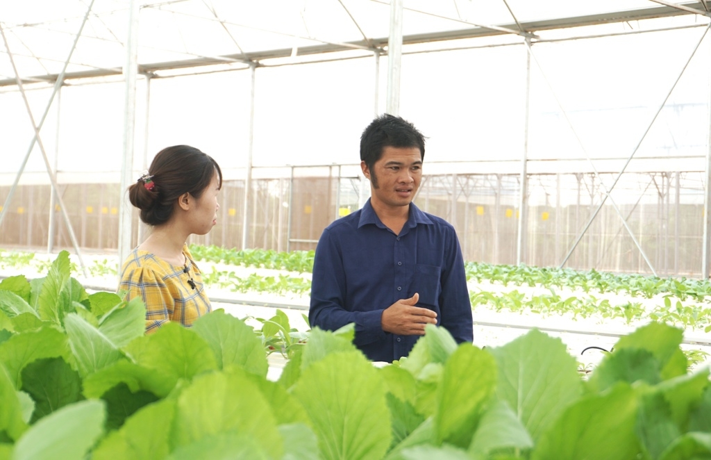 Mô hình  trồng rau  thủy canh  của Công ty  Cổ phần  Nông nghiệp công nghệ cao Agrieco  Việt Nam  tại tổ dân phố 6,  thị trấn  Quảng Phú.