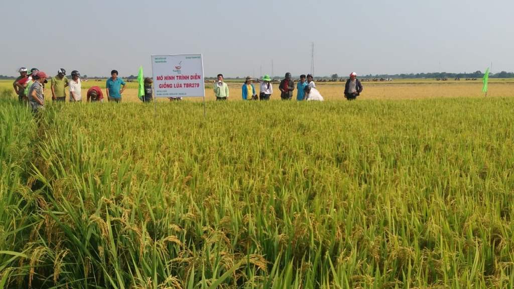 Hội thảo  đầu bờ  nâng cao  chất lượng  lúa  ở xã Ea Rốk (huyện Ea Súp).   Ảnh:  Minh Thuận