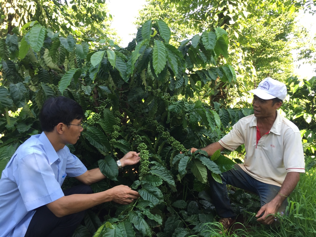 Mô hình tái canh cây cà phê  của gia đình  anh Nguyễn Hạnh (ở tổ dân phố 4,  thị trấn  Quảng Phú).   Ảnh: T.Hùng