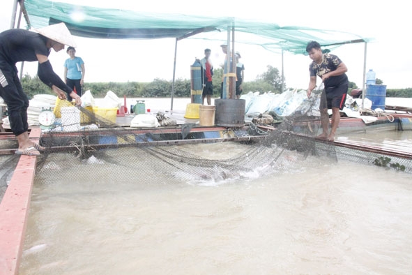 Đánh bắt cá nuôi lồng bè trên sông của hộ anh Ngô Văn Tráng.  