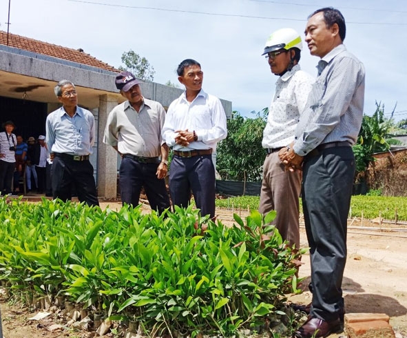 Hợp tác xã Lâm nghiệp Hoàng Lâm (huyện Krông Bông) đang tạm dừng sản xuất và chuyển sang trồng rừng. 