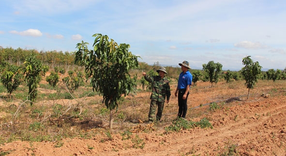 Diện tích cây ăn quả tại huyện Ea Súp đang  phát triển mạnh. 