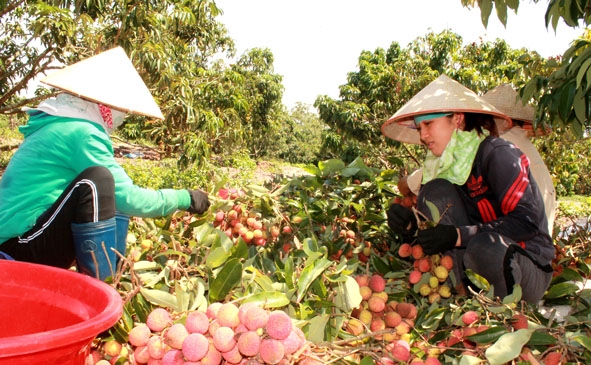 Nhiều nông dân xã Ea Tih (huyện Ea Kar) chuyển đổi sang trồng vải đem lại thu nhập cao và ổn định.