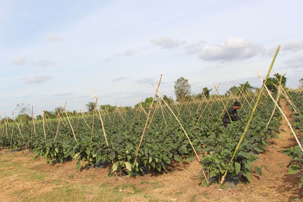 Mô hình trồng cà tím đem lại hiệu quả kinh tế cao cho người dân Ea Súp.