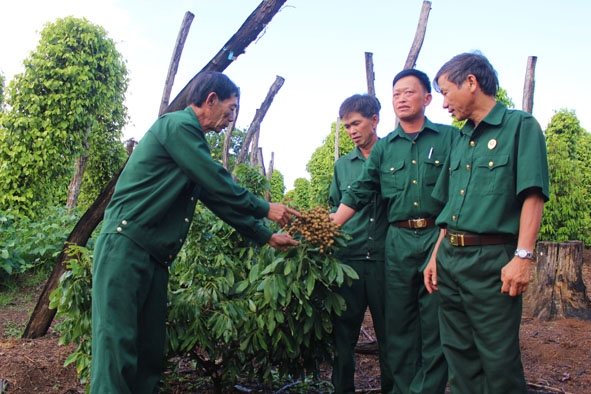 Cán bộ Hội CCB huyện Ea H’leo tham quan mô hình kinh tế của cựu chiến binh Mông Văn Tráng (thôn 4, xã Ea Tir).