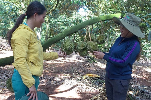 Thành viên Tổ hợp tác sầu riêng Phước Lợi chia sẻ cách chăm sóc trái sầu riêng.