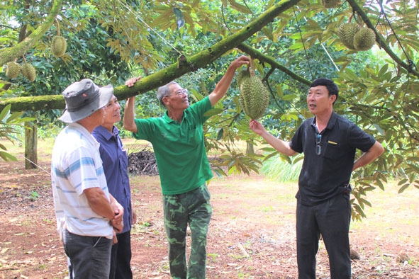 Ông Phạm Ngọc Tuấn (bìa phải) tham quan mô hình kinh tế  trong thôn.