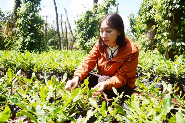 Giám đốc Công ty Cổ phần Damaca Nguyên Phương Nguyễn Thị Thu Phương thăm vườn cây mắc ca giốngcủa đơn vị.  (Ảnh: Nhân vật cung cấp)