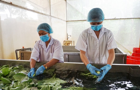Sơ chế sản phẩm nông nghiệp hữu cơ tại Công ty TNHH Nông nghiệp Nhất Thống tại xã Cư Bao (thị xã Buôn Hồ). 