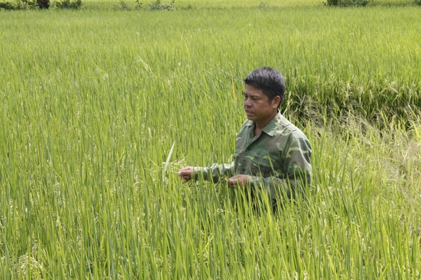 Ông Nguyễn Xuân Ước  thăm ruộng lúa của gia đình. 
