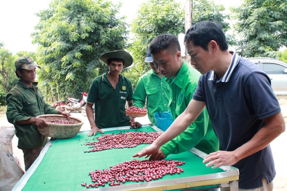 Một nhóm nông hộ  ở xã Ea Kao  (TP. Buôn Ma Thuột) liên kết sản xuất  cà phê sạch  với Công ty TNHH  Một thành viên MINUDO-Care. 