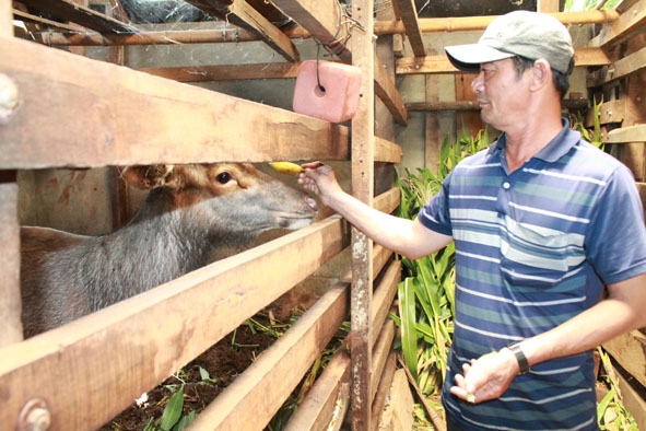 Một nông dân trên địa bàn xã Cư Êbur (TP. Buôn Ma Thuột) phát triển kinh tế từ mô hình nuôi nai.