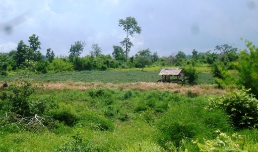 Một khoảng rừng trên địa bàn huyện Ea Súp bị người dân lấn chiếm trồng hoa màu (ảnh minh họa)
