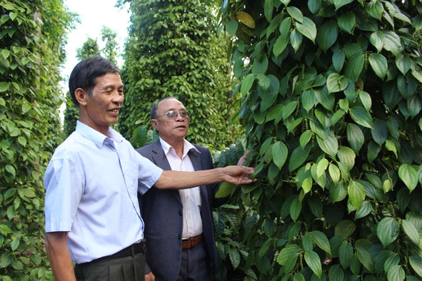 Cán bộ Hội Người cao tuổi xã Ea Kpam tham quan mô hình kinh tế của hội viên Nguyễn Trung Sỹ (bên trái)  ở thôn 8.