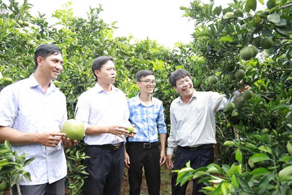 Cán bộ Hội Nông dân huyện Cư Kuin tham quan mô hình trồng cam ở xã Ea Tiêu, huyện Cư Kuin. 