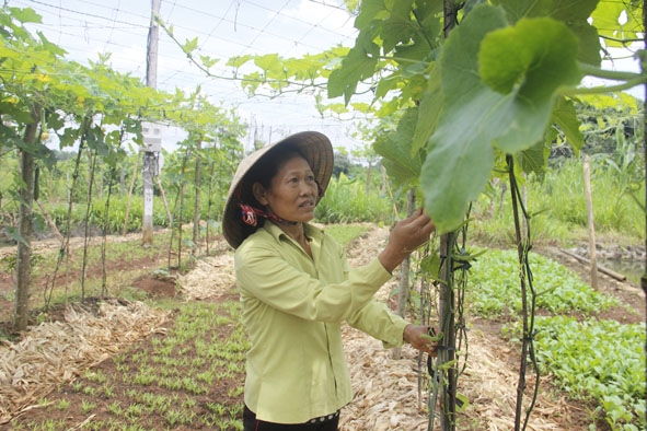 Chị Nguyễn Thị Mỹ trồng đa dạng các loại cây để tăng thu nhập.