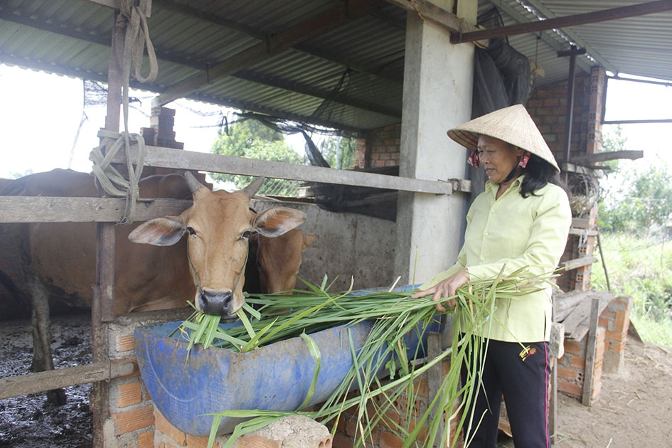 Chăn nuôi bò mang lại thu nhập đáng kể cho gia đình chị Nguyễn Thị Mỹ.