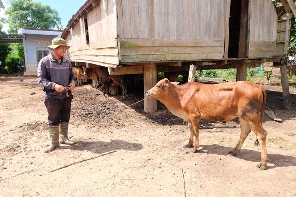 Anh Y Tép Byă chuẩn bị đưa đàn bò của gia đình đi chăn thả. 