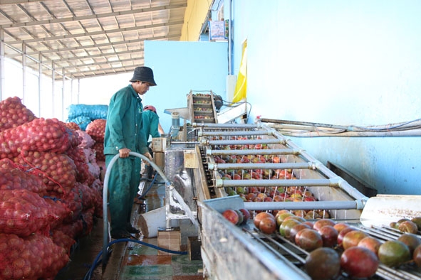 Công ty TNHH Thương mại và sản xuất nông sản Sapo Đắk Lắk (Cụm Công nghiệp Krông Búk 1, huyện Krông Búk) chế biến trái cây xuất khẩu.