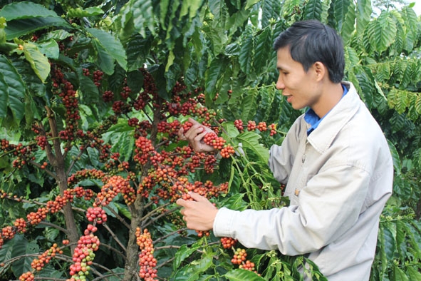 Vườn cà phê già cỗi của một hộ dân ở xã Ea Kao, TP. Buôn Ma Thuột sau khi ghép cải tạo đã cho năng suất vượt trội.