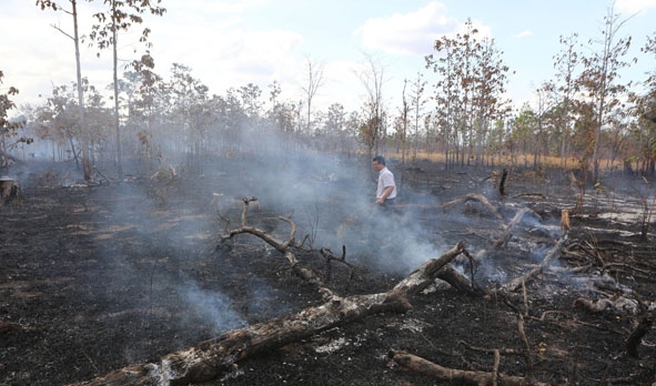 Một diện tích rừng bị đốt phá để làm nương rẫy trên địa bàn xã Ea Bung (huyện Ea Súp). 