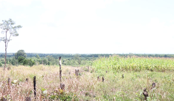 Lấn chiếm đất rừng làm nương rẫy trên địa bàn xã Ea Bung (huyện Ea Súp).