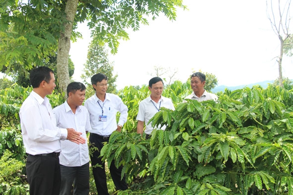 Cán bộ Hội Nông dân huyện Krông Pắc tham quan mô hình sản xuất đạt hiệu quả kinh tế cao của hội viên nông dân trên địa bàn. 