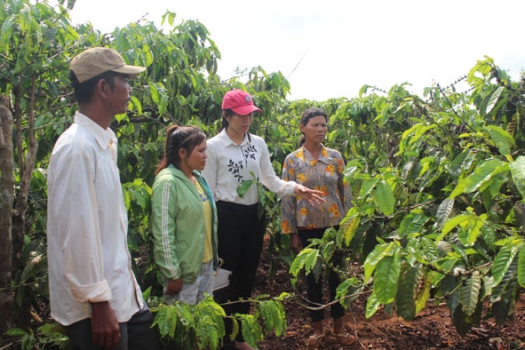 Cán bộ Hội Nông dân huyện Krông Búk (thứ hai từ phải sang) hướng dẫn kỹ thuật sản xuất cho hội viên nông dân.