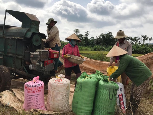 Nông dân xã Quảng Tiến thu hoạch lúa hè thu.   
