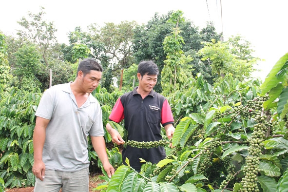 Vườn cà phê canh tác theo hướng bền vững của nông dân xã Quảng Hiệp (huyện Cư M'gar). 