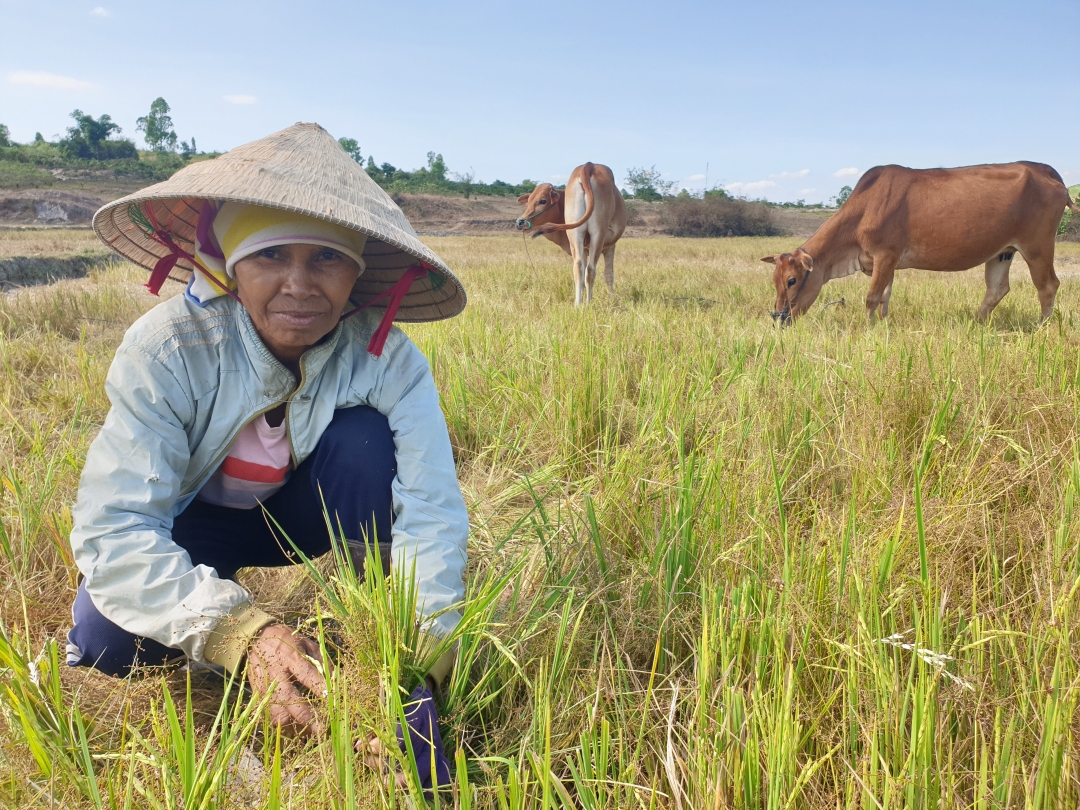 Khô hạn khiến năng suất lúa của người dân huyện Krông Bông bị ảnh hưởng.  Ảnh: Q.Anh