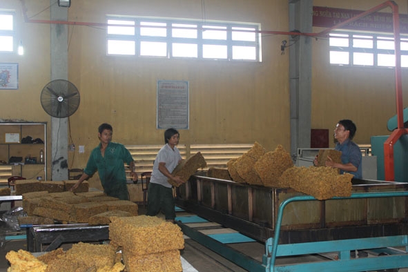 Một doanh nghiệp chế biến mủ cao su trên địa bàn huyện Krông Năng.  