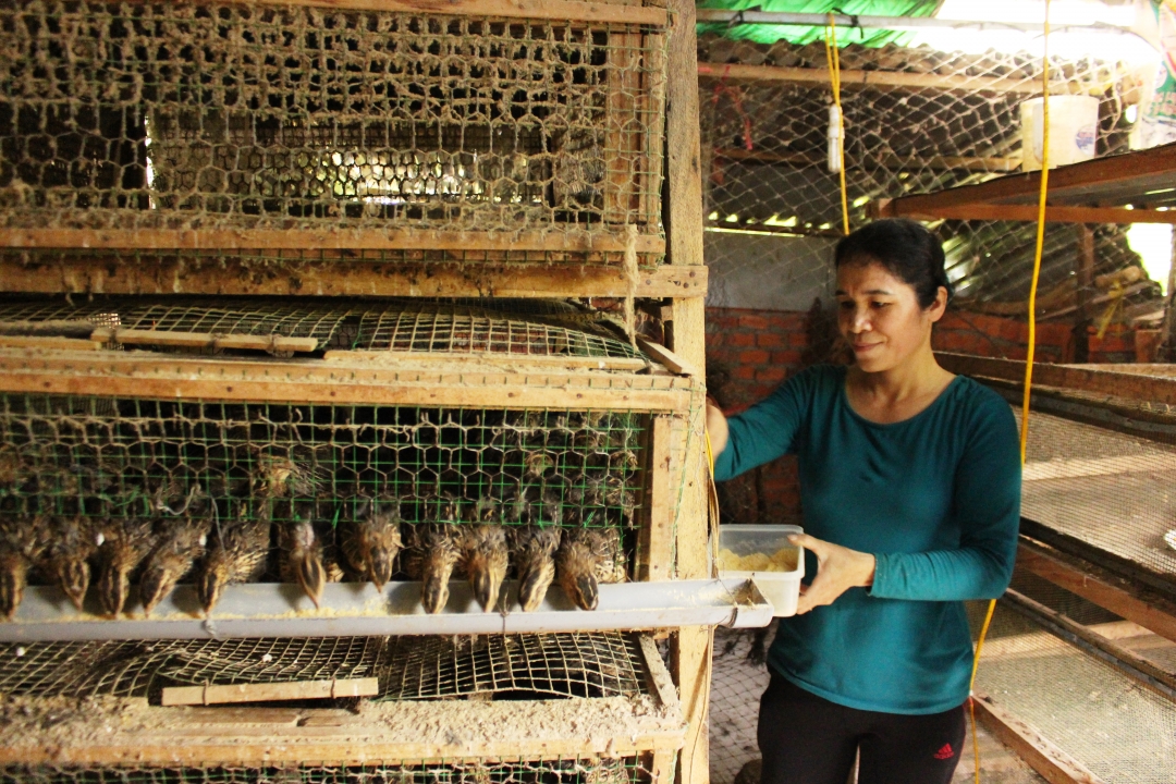 Ngoài sử dụng nguồn vốn vay để sản xuất, nhiều hộ dân tại huyện Cư Kuin còn được tiếp cận các nguồn vốn vay linh động để chăn nuôi, tăng thu nhập.