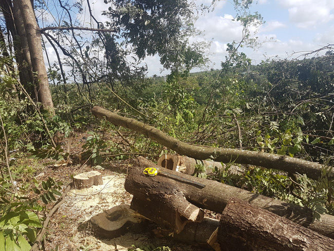 Một số cây trong Khu công nghiệp Hòa Phú bị chặt hạ
