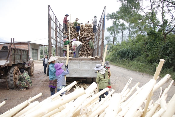 Người dân di cư tự do  thôn Yang Hăn (xã Cư Drăm, huyện Krông Bông) phát triển kinh tế rừng trồng.   