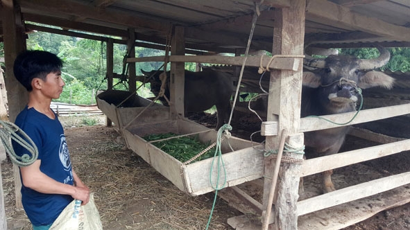 Gia đình anh Giàng Văn Páo chuyển từ chăn thả sang trồng cỏ nuôi trâu nhốt chuồng.