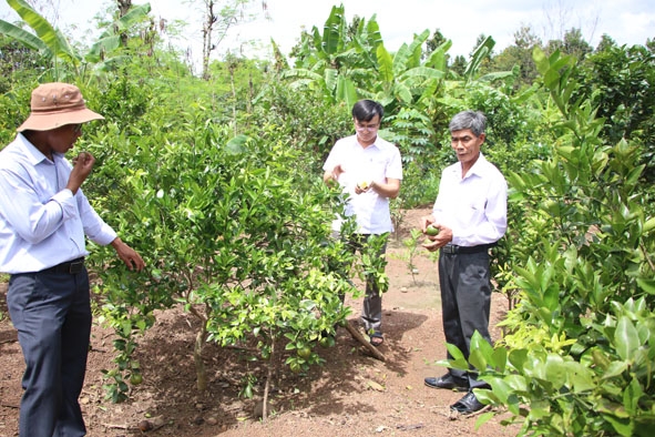Ông Giã Minh Thới (bìa phải) ở thôn Tân Phú, xã Ea Nuôl (huyện Buôn Đôn) giới thiệu về vườn cây ăn trái. 