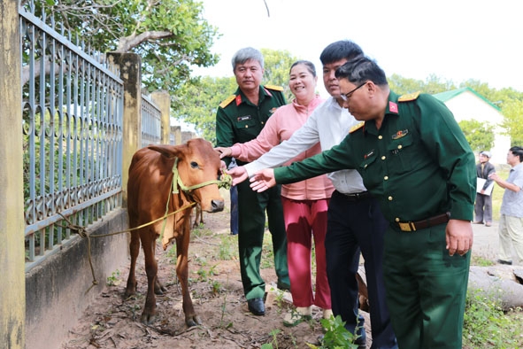 Cán bộ Đoàn KTQP 737 trao tặng bò giống cho các hộ dân.