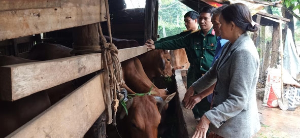 Cán bộ Ban CHQS thị xã Buôn Hồ đến thăm mô hình nuôi bò của gia đình bà Nguyễn Thị Minh Nguyệt.  