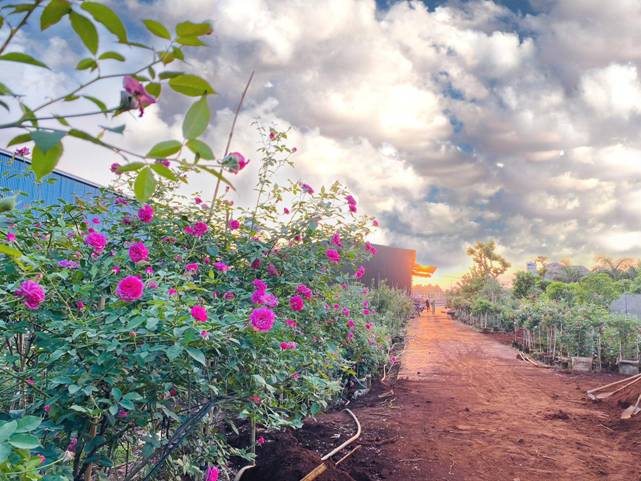 Vườn hồng rộng lớn với hàng nghìn gốc luôn bung nở rực rỡ.