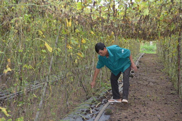 Nhờ tiếp cận nguồn vốn vay, anh Nguyễn Văn Ninh có điều kiện làm mô hình trồng khổ qua vừa thu hoạch xong.