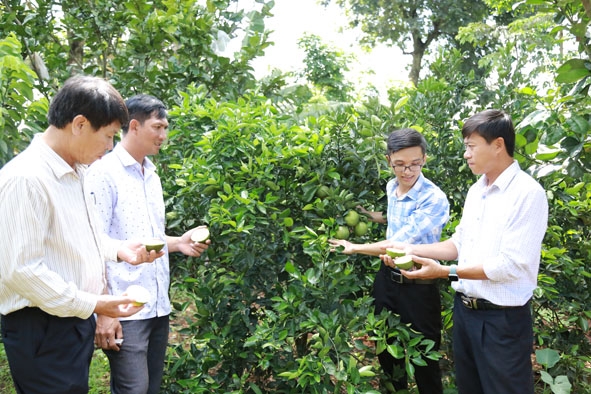 Cán bộ Hội Nông dân huyện Cư Kuin thăm mô hình trồng cây ăn quả ở xã Ea Tiêu. 