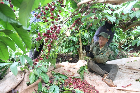 Lao động hái thuê cà phê cho các vườn trên địa bàn xã Ea Kao (TP. Buôn Ma Thuột). 