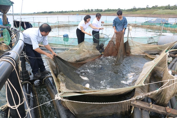 Cán bộ huyện Krông Pắc tham quan mô hình nuôi cá lồng bè trên đập Krông Búk hạ cho hiệu quả kinh tế cao của người dân.    