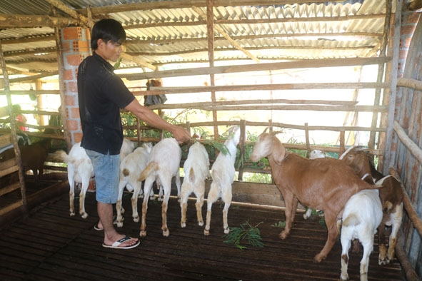 Mô hình nuôi dê luân chuyển do Trạm Khuyến nông huyện Krông Pắc hỗ trợ cho hộ nghèo trên địa bàn huyện.