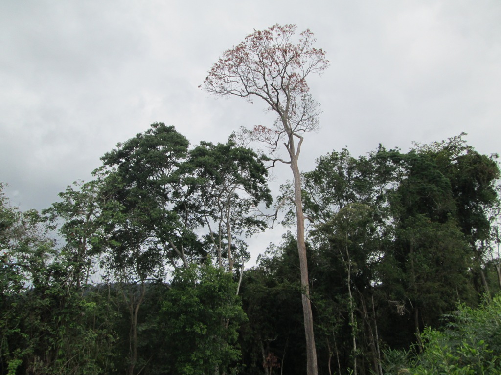 Một khoảnh rừng tự nhiên tại xã Ea Trang, huyện M'Đrăk