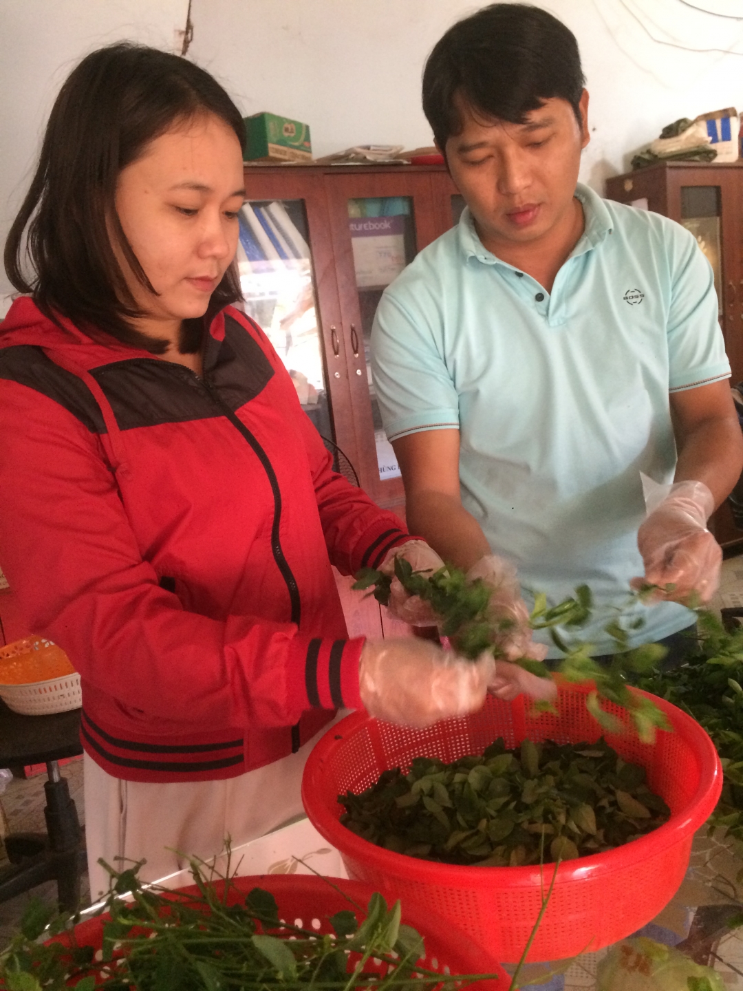Chị Trần Thị Thúy Kiều chuẩn bị nguyên liệu chế biến  bột rau ngót.      Ảnh: X.Hòa