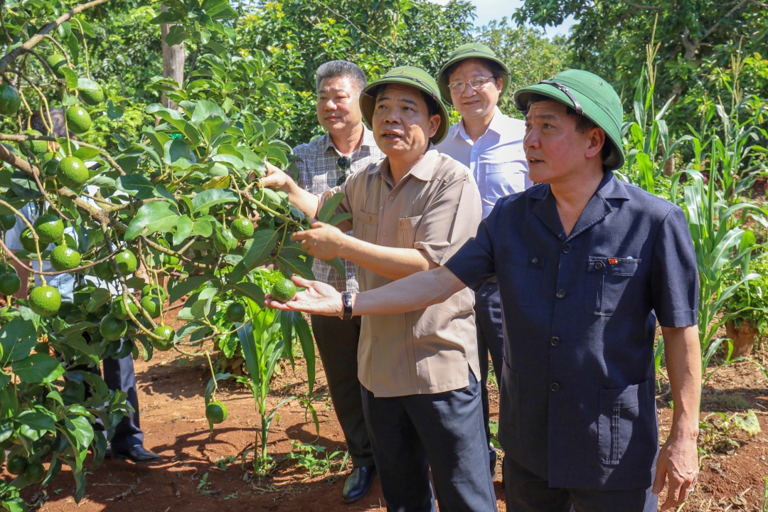 Bí thư Tỉnh ủy Bùi Văn Cường (bìa  phải) tham quan một mô hình cây ăn trái - Ảnh: HOÀNG GIA